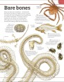 Фото Animal Knowledge Genius 3