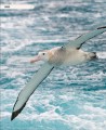 Фото Amazing Animal Journeys 2