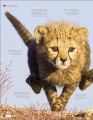 Фото Born to be Wild. How Baby Animals Survive and Thrive 2