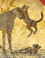 Фото Born to be Wild. How Baby Animals Survive and Thrive 5