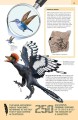 Фото 1000 Amazing Dinosaur Facts 5