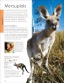Фото Animals A Children's Encyclopedia 2