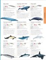 Фото Animals A Children's Encyclopedia 5