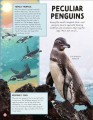 Фото Odd Animals Out 2