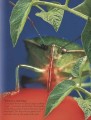 Фото Bugs 3