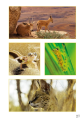 Фото Ladybird Readers. Level 1. Animal Colors 3