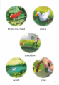 Фото Peter and the Wolf. Ladybird Readers. Level 4 3