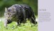 Фото Hamlyn All Colour Petcare. Cat Care Essentials 2
