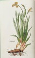 Фото Leonhart Fuchs. The New Herbal 2