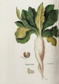 Фото Leonhart Fuchs. The New Herbal 3