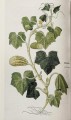 Фото Leonhart Fuchs. The New Herbal 6