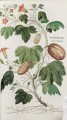 Фото Leonhart Fuchs. The New Herbal 7