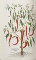 Фото Leonhart Fuchs. The New Herbal 8