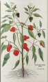 Фото Leonhart Fuchs. The New Herbal 9
