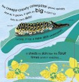 Фото How Does a Butterfly Grow? 6