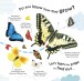 Фото How Does a Butterfly Grow? 4
