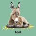 Фото Baby Touch and Feel Bible Animals 3