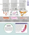 Фото How Food Works: The Facts Visually Explained 5
