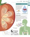 Фото How Food Works: The Facts Visually Explained 9