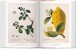 Фото A Garden Eden. Masterpieces of Botanical Illustration. 40th Edition 4