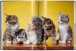 Фото Walter Chandoha. Cats. Photographs 1942-2018 5