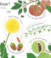 Фото Lift-the-Flap First Questions & Answers: How Do Flowers Grow? 7