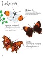 Фото Minis. Butterflies to Spot 4