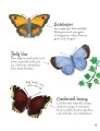Фото Minis. Butterflies to Spot 5