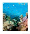 Фото Fifty Places to Dive Before You Die. Diving Experts Share the World's Greatest Destinations 10