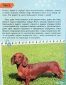 Фото Мініенциклопедія. Хатні улюбленці 11
