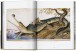Фото Walton Ford: Pancha Tantra 4