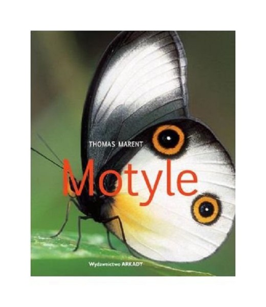 Фото Motyle