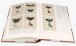 Фото Iconotypes. A compendium of butterflies and moths. Jones’s Icones Complete 7