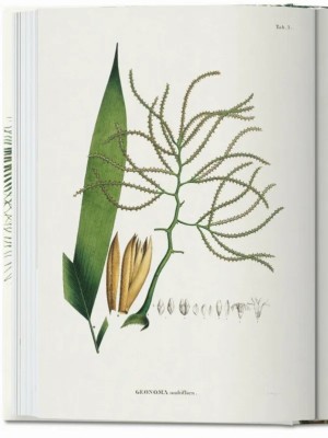 The Book of Palms
