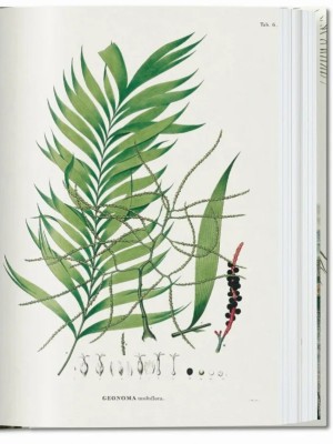 The Book of Palms