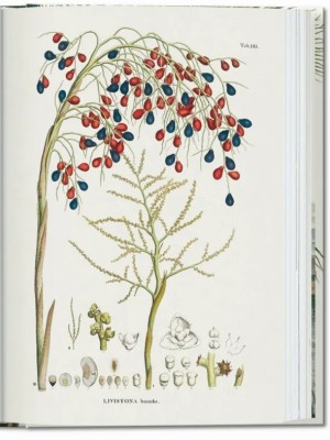 The Book of Palms