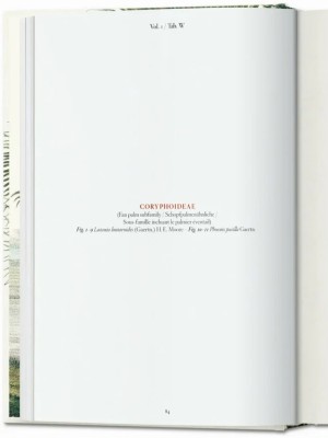 The Book of Palms