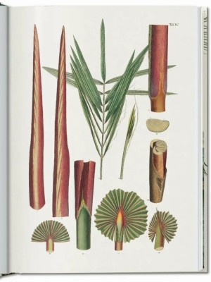 The Book of Palms