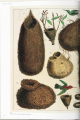 Фото Seba. Cabinet of Natural Curiosities 4