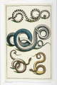 Фото Seba. Cabinet of Natural Curiosities 6