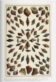 Фото Seba. Cabinet of Natural Curiosities 8