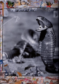 Фото Peter Beard 8