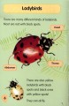 Фото I Love Reading. 550 Words. Minibeasts 4