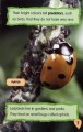 Фото I Love Reading. 550 Words. Minibeasts 5
