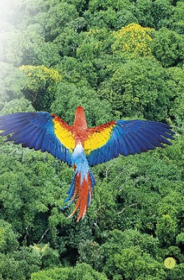 Jungle Animals. Discover the Secrets of the Jungle!