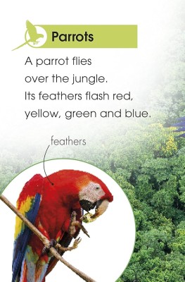 Jungle Animals. Discover the Secrets of the Jungle!