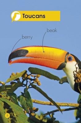 Jungle Animals. Discover the Secrets of the Jungle!