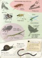 Фото Collection of Curiosities: Bugs 4