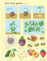 Фото First Sticker Book. Fruit & Vegetables 2