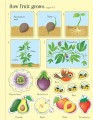 Фото First Sticker Book. Fruit & Vegetables 7